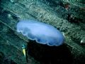 Jelly against backdrop of the speigle grove wreck.