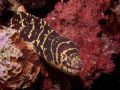 Chain Moray. Shore Dive, Shallow - 10ft. Hidden under pier.