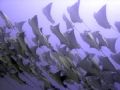 School of Golden Cow Nose Rays, soaring over us in Cabo Pulmo Marine Reserve, Baja California, Mexico.