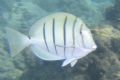 A manini (convict tang) swimming at Hanauma Bay on Oahu, Hawaii. Fill flash, taken with a digital camera on vivid color mode.