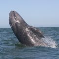 Breaching Gray Whale. This youngster broke water beside my boat over two dozen times in a hoalf hour.