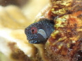 Twinhorn Blenny
Tg4, UFL3 strobes