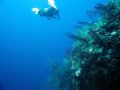 A reef wall in la Parguera, Puerto Rico.