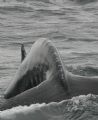 Diving Humpback Whale. This fellow surfaced and crashed dived near my kayak outside of Glacier Bay Alaska.