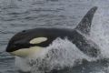 Orca. This young whale was chasing salmon next to my kayak in British Columbia.