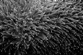 Pillar Coral - An extreme B&W close-up of pillar coral. 105mm