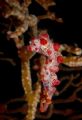 Pigmy Seahorse taken in Lembeh North Sulawesi Indonesia