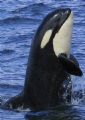 Breaching baby Orca. this young whale popped up right in front of my kayak in the Johnstone Strait, Canada.