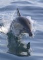 This dolphin was following my boat in the Santa Barbara channel off the coast of Southern California.