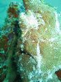 Frogfish standing under a jetty in Mabul, Malaysia