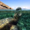 Curious Turtle. This photo was taken in the waters of Molokini, an island off of Maui.