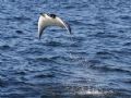 This year the pygmy devil rays were better than ever. Their acrobatics are eternally humorous and extremely hard to capture. Canon Rebel xt 70-300.