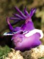 Hypselodoris bullocki Nudibranche, taken in Mabul