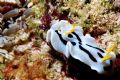 NUDI! Hilutungan Fish Sanctuary Cordova Cebu....