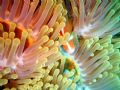 Flaming Anemone hiding a shy clown fish. I took this with my closeup lens and the rainbow of colors are all natural. This picture was taken in Fiji in the Soma Soma Straits on the Great White Wall.