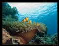 clownfish in anemone, taken in Bunaken, Sulawesi.