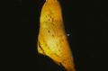 Juvenile Batfish (Platax orbicularis)
Solomon Islands- 
Nikonos V with 15mm UW Nikkor- Sea & Sea 300 Strobes
