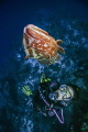 swimming and having fun with a nassau grouper