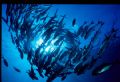 Schooling Big Eye Jacks at Mary Island

Nikonos V w 15 mm UW Nikkor. Fuji Velivia Film