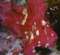 Leaf Scorpionfish-
Solomon Islands Nikon 8008 w 60mm Micro Nikkor- Sea & Sea 300 Strobes. Fuji Velvia Film