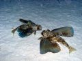 Flying Gurnard taken on a night dive from the Turks and Caicos Explorer II live aboard. I used an Olympus C5060 and an external flash.