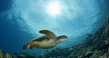 Green sea turtle and sun ball