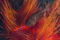 Sea urchin with juvenil fish