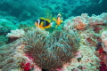 Clownfish in a heart-shaped Anemone