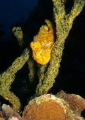 
Longlure frogfish (Antennarius multiocellatus) - Picture taken in Bonaire