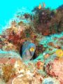 Taken at The Canyon Dive Site, Dahab on a single reef outcrop of an Orange Mouth Moray about 6 inches long with a Fuji F11 Auto Macro Setting