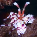 Harlequine Shrimp - Maui, Hawaii
Shot with D100 in L&M Titan housing using new Nikon Micro 105VR lens, autofocus.