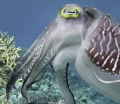 Cuttlefish up Close and Personal