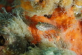 Bridgespan Blenny