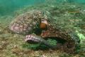 To me, there is nothing cooler than spending half a dive with a foraging octopus. canon rebel xt 17-35mm.