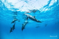 Dolphin with family swiming