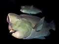 Bumphead Parrotfish near USS Liberty wreck (Tulamben)