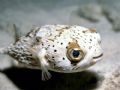 Party Balloon - Happy looking balloonfish on Calabas Reef, Bonaire. 35-80mm, Ikelite SLR