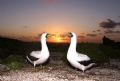 Masked Booby on sunset.
From 