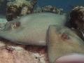 Rays matting at Bari Reef, Bonaire, July 2017.