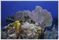 Beautiful reef at Half Moon Caye, Belize using sigma 10mm fisheye with 2 Ikelite strobes. Nikon D810 Aquatica Housing.
