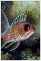 A close up of a Squirrelfish o Ambergris Caye, Belize.