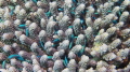 An interesting cluster of blue fish and corals showing life, motion and fine detail.