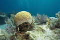 This image is an illustration on the coral bleaching on the brain coral in the Florida Key.