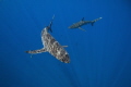 The silkies surrounded our boat between dives, with the sun beautifully playing on their skin.