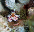 Harlequin shrimp are always a lucky find. Being one of the most coveted shrimp among fish collectors, we see them less and less. Although beautiful, these shrimp can be deadly to starfish, moving into action as soon as they smell their prey.