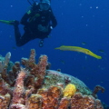 Frog fish, trumpet fish, and diver at Bonaire's Bari Reef, 2017.