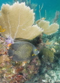 This images of a French angelfish was captured on molasses reef in Key Largo Florida The French angelfish inhabits shallow reefs around fan corals eating on sponge and algae.