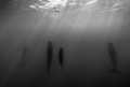 a lonely freediver and some spermwhale having a rest