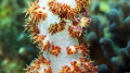 Tiny crab and brittle star on soft coral.