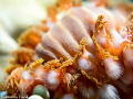 Bearded fireworm, Hermodice carunculata (Pallas, 1766), taken in Bonaire.